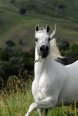 arabian-horse6