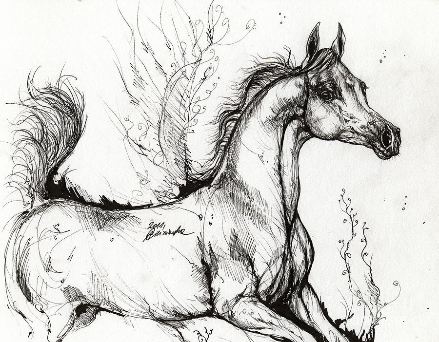 arabian-horse-drawing-1-angel-tarantella