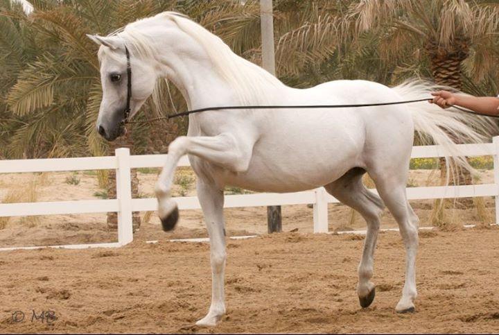 8-amazing-facts-about-the-arabian-horse