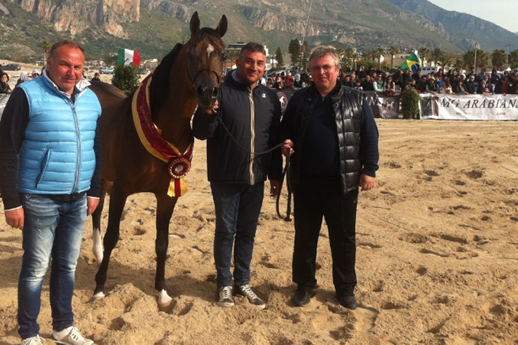 Arabian_Horses_Cup_2015_2_TpOggi