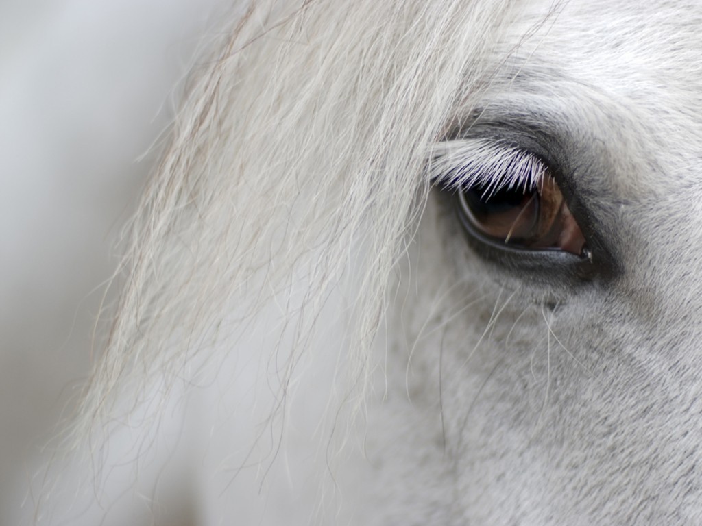 detail-of-white-horse-head-with-long-eye-lashes