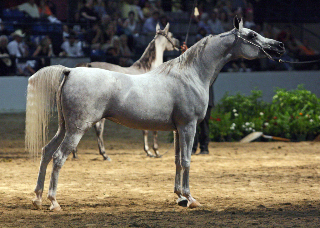 Egyptian_Arabian_Mare_at_the_2010_Egyptian_Event_Horse_Show_(8308402993)