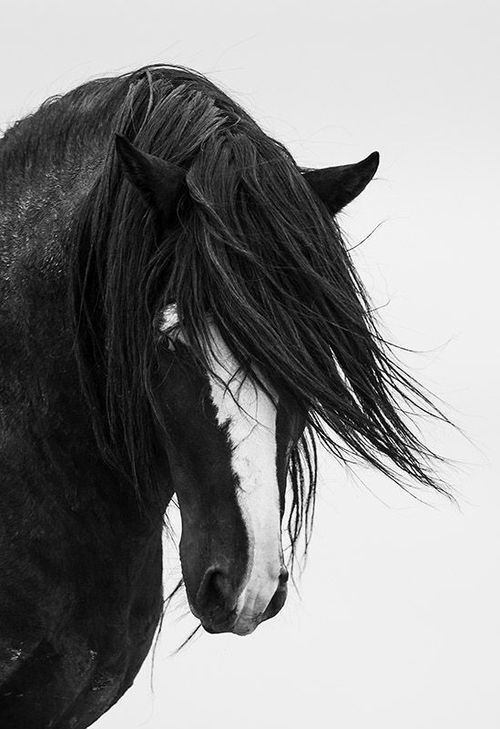 5-horse-black-and-white