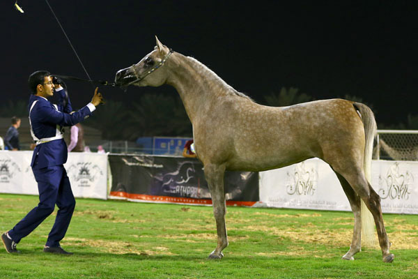 تعميم هام للمهتمين بتنظيم بطولات جمال الخيل العربية الأصيلة بالمملكة بوابة الخيل