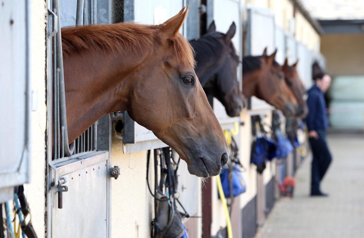 ٨أمور هامة يجب مراعاتها عند بناء أو اختيار الاسطبل - بوابة الخيل