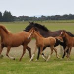 بوابة الخيل  الخيول الأكثر سرعة معرضة لاضطرابات عضلية قد تؤدي إلى الموت!