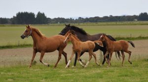 بوابة الخيل  الخيول الأكثر سرعة معرضة لاضطرابات عضلية قد تؤدي إلى الموت!