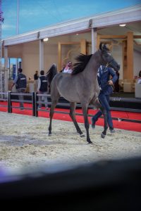 لقطات من مهرجان الخيول العربية في الشرقية