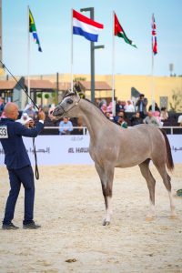 لقطات من مهرجان الخيول العربية في الشرقية