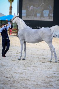 لقطات من مهرجان الخيول العربية في الشرقية