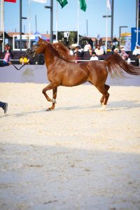 لقطات من مهرجان الخيول العربية في الشرقية
