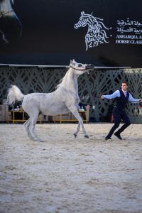 لقطات من مهرجان الخيول العربية في الشرقية