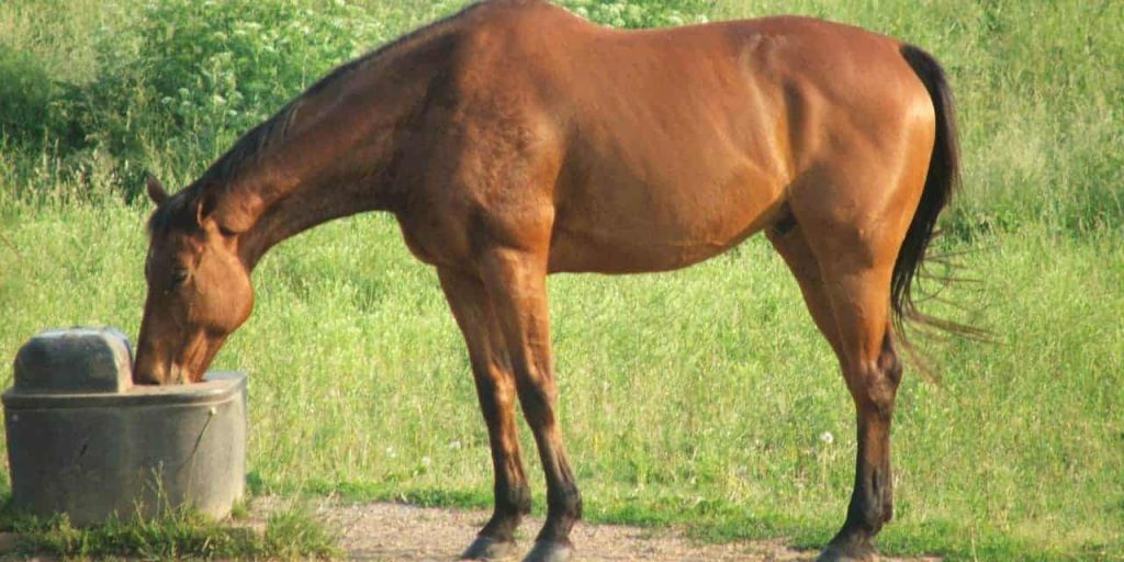 بوابة الخيل  