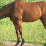 بوابة الخيل  