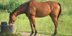 بوابة الخيل  