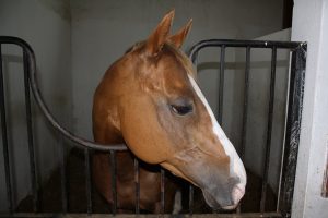 بوابة الخيل  