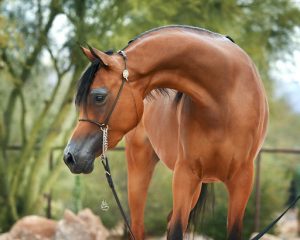 بوابة الخيل  