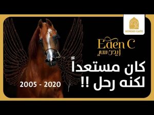 ايدن سي