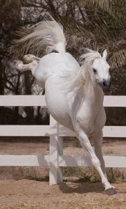 بوابة الخيل