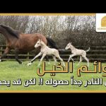 توائم الخيل، من النادر جداً حصوله لكن قد يحدث