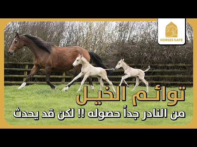 توائم الخيل، من النادر جداً حصوله لكن قد يحدث