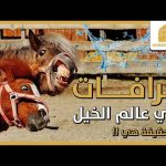 خرافات في عالم الخيل، والحقيقة هي ..!