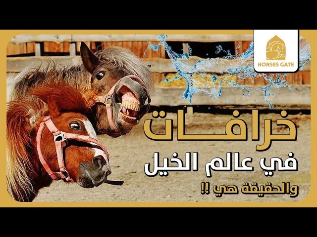 خرافات في عالم الخيل، والحقيقة هي ..!