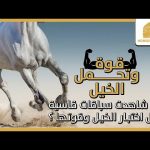 هل شاهدت سباقات قاسية لأجل اختبار الخيل وقوتها ؟