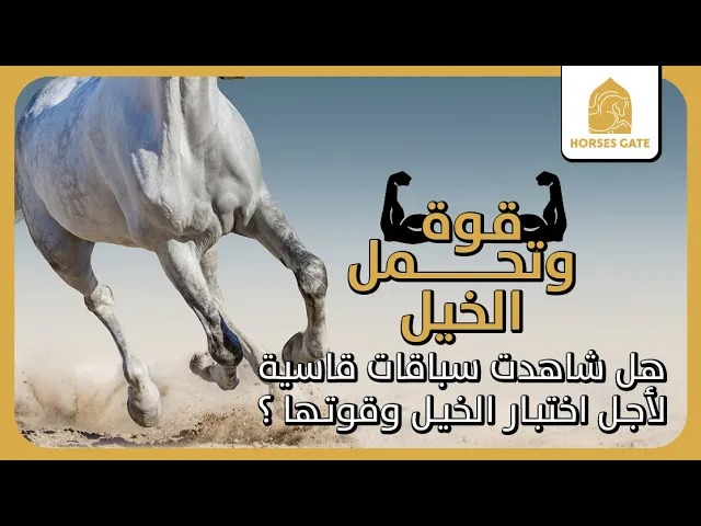 هل شاهدت سباقات قاسية لأجل اختبار الخيل وقوتها ؟