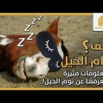 كيف تنام الخيل ؟ ومعلومات مثيرة لا تعرفها عن نوم الخيل !