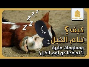 كيف تنام الخيل ؟ ومعلومات مثيرة لا تعرفها عن نوم الخيل !