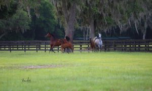 بوابة الخيل  