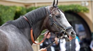 بوابة الخيل