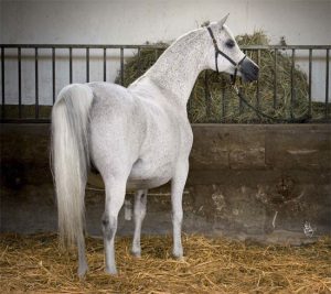 بوابة الخيل  