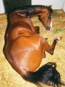بوابة الخيل