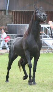 بوابة الخيل  