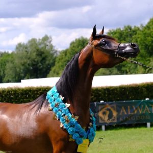 بوابة الخيل  