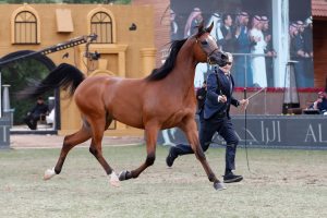 بوابة الخيل  