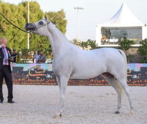 بوابة الخيل  