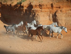 بوابة الخيل