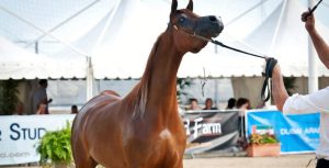 بوابة الخيل  