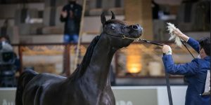 بوابة الخيل
