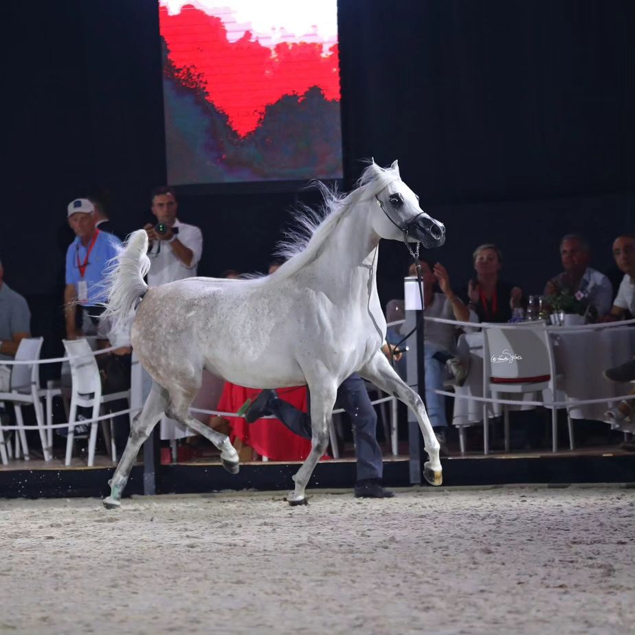 نتائج مزادات الخيول العربية البولندية لعام 2023