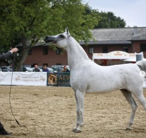 بوابة الخيل