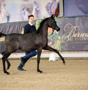 بوابة الخيل  