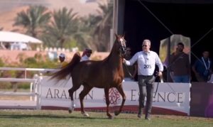 بوابة الخيل  