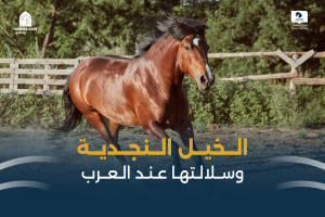 بوابة الخيل  