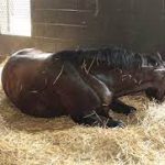 بوابة الخيل  المغص عند الخيل