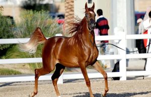 بوابة الخيل  