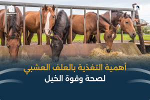 بوابة الخيل  